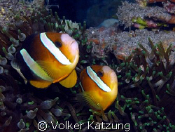 Clownfishes by Volker Katzung 